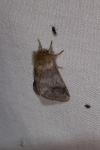 Thaumetopoea processionea
