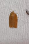 Clepsis consimilana