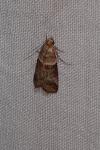 Acrobasis tumidana