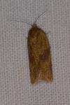 Aphelia viburnana