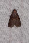Acrobasis advenella