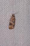 Lobesia botrana