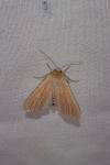 Mythimna pallens