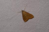 Udea ferrugalis