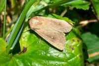 Mythimna albipuncta