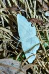 Cabera exanthemata
