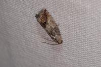 Cydia splendana