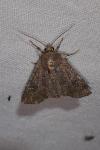 Mesapamea secalis/secalella