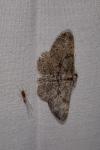Peribatodes rhomboidaria rhomboidaria