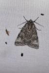 Acronicta megacephala