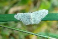 Idaea seriata