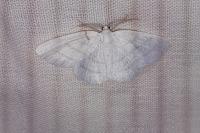 Cabera pusaria