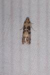 Euzophera pinguis