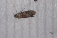 Phycita roborella