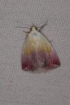 Eublemma purpurina