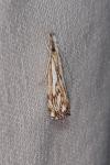 Catoptria falsella