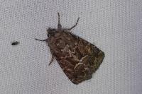 Thalpophila matura