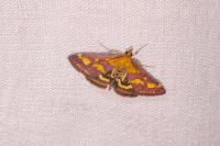 Pyrausta purpuralis