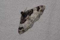 Catarhoe cuculata