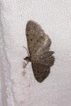 Eupithecia tripunctaria