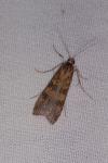 Nomophila noctuella