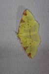 Opisthograptis luteolata