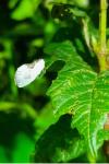 Cilix glaucata