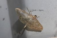 Patania ruralis