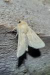 Mythimna vitellina