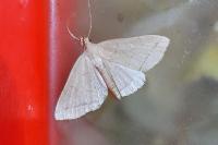 Herminia tarsipennalis