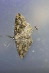 Cleorodes lichenaria