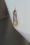 Catoptria pinella
