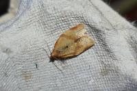 Clepsis consimilana