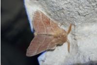 Malacosoma neustria