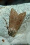 Mythimna albipuncta