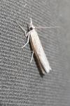 Pediasia contaminella