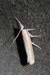 Agriphila tristella
