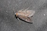 Lacanobia oleracea