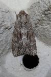 Apamea monoglypha monoglypha