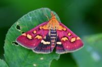 Pyrausta purpuralis