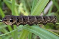 Deilephila elpenor