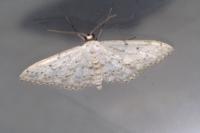 Idaea seriata