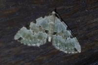 Colostygia pectinataria