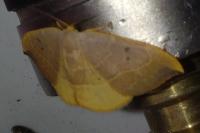 Watsonalla binaria