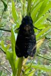 Acherontia atropos