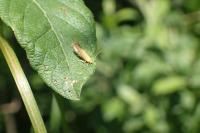 Crassa tinctella