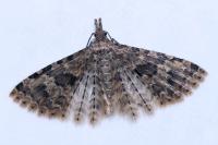 Alucita hexadactyla