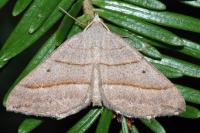 Scotopteryx luridata/mucronata