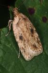 Agonopterix arenella