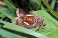 Macdunnoughia confusa